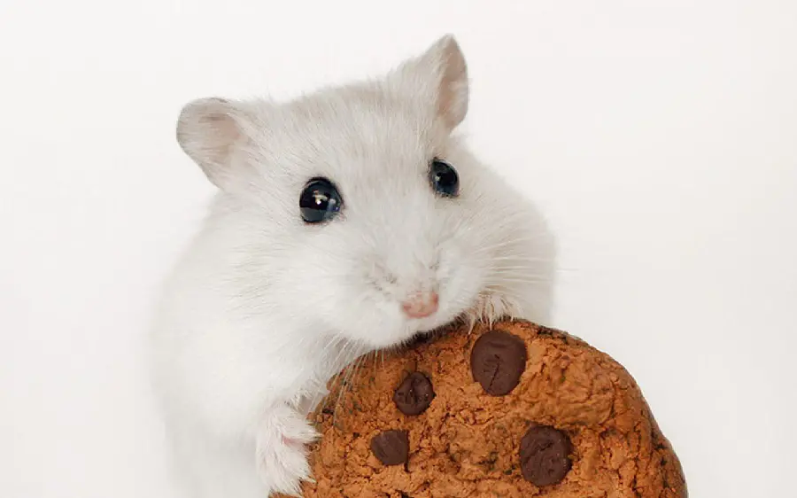 Photo of a hamster who loves cookies