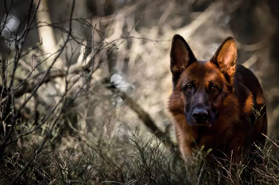 Beautiful stock photo of German Shepherd Rex or German Shepherd 