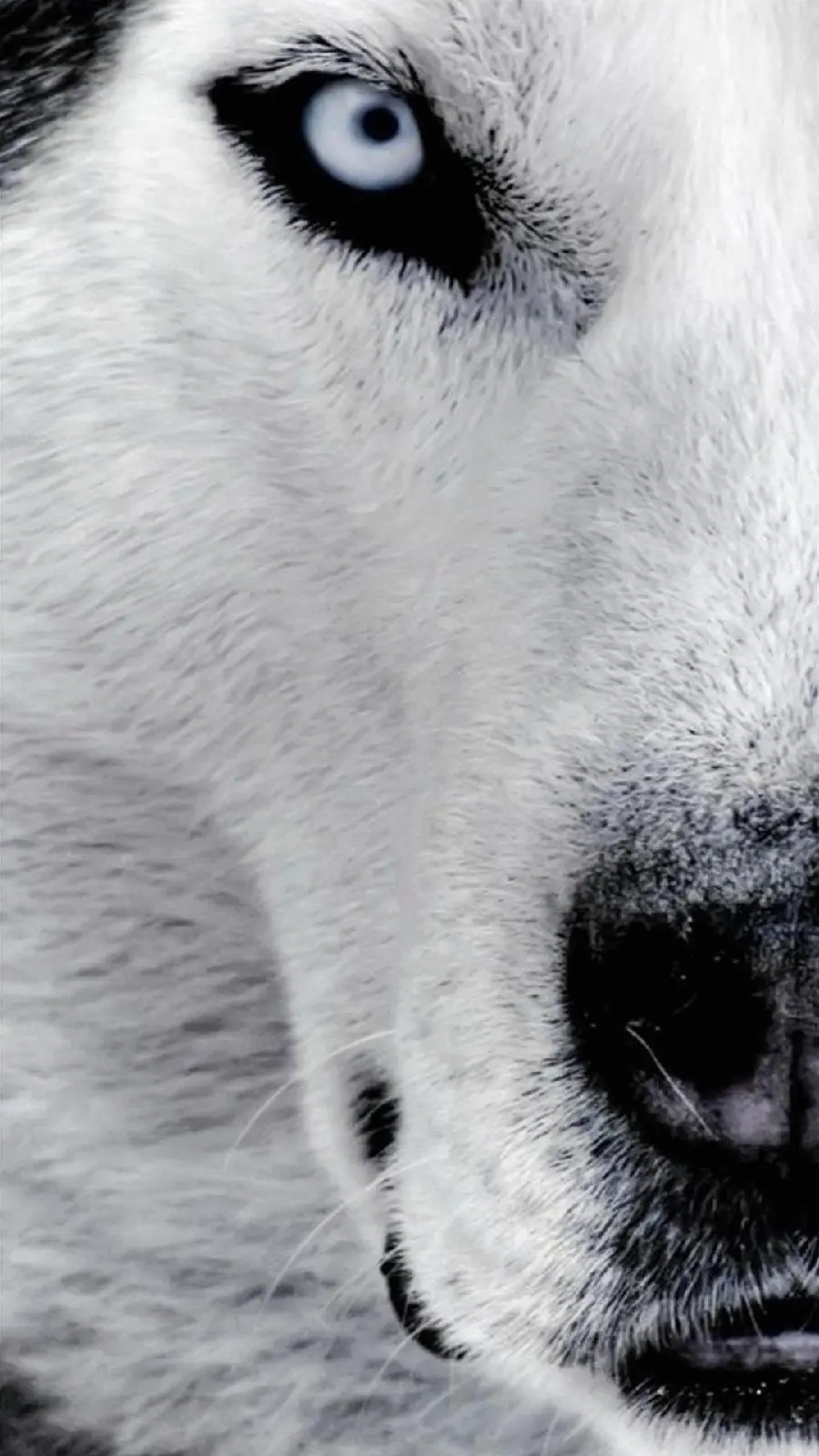 High-quality stock image of huskies for profiles and iPhones