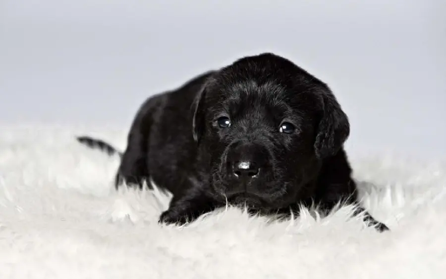 Black Labrador Retriever Puppy Cute Background