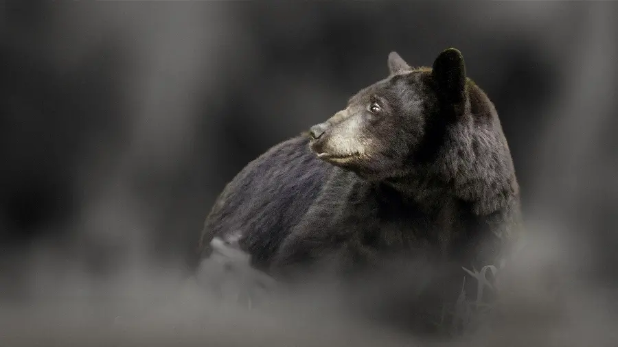 Black Bear Wallpaper with Full HD Background