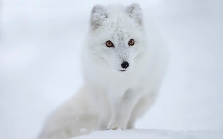 High-quality photo of an arctic fox for your cyberspace profile