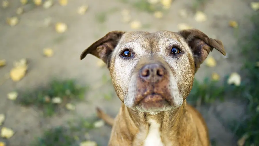 Funny Pit Bull Dog Stock Photo for WhatsApp Profile