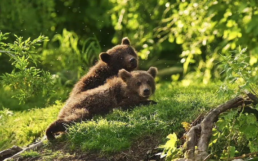 Download completely free wallpaper of bear cubs in HD quality