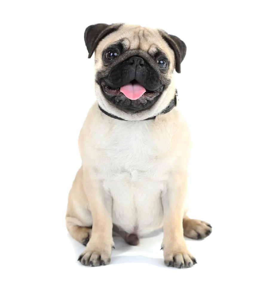 Real Pug Dog Background PNG from Juhre