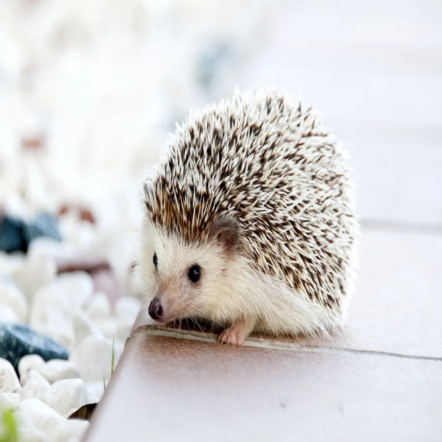 High quality background For the monitor with the design of a baby hedgehog