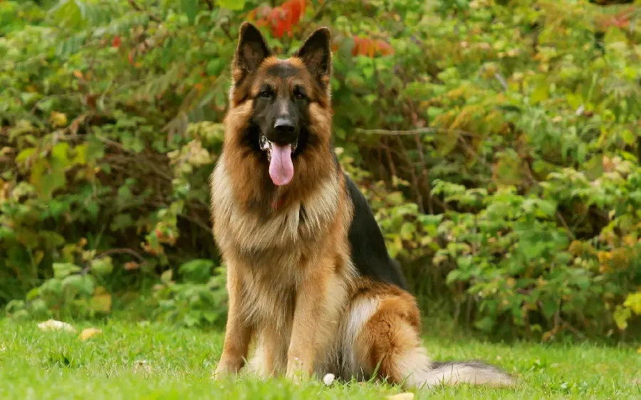 Very beautiful wallpaper of German Shepherd Rex Dog