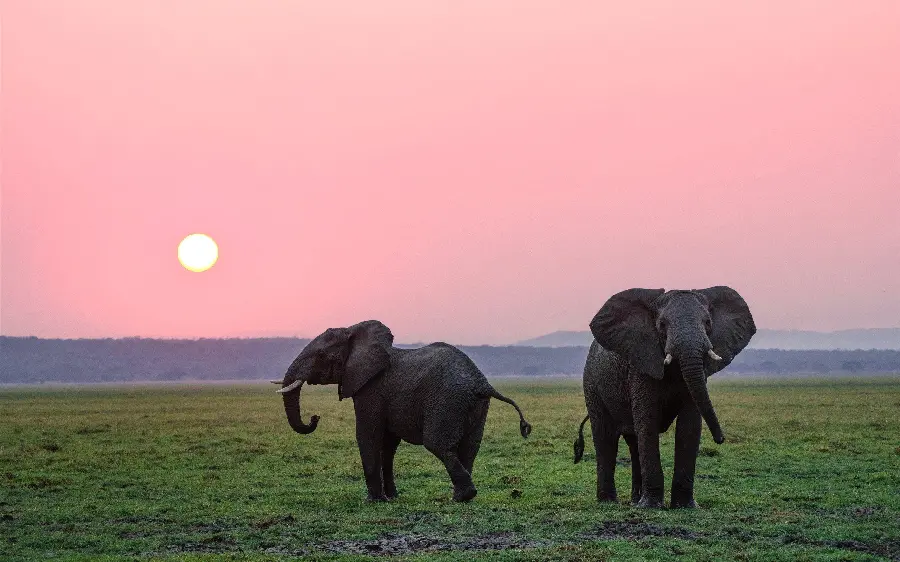Beautiful pink elephant photo