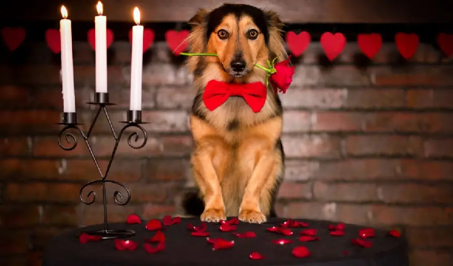 Cute Dog Stock Photo for Valentine's Day Use and Print Pack