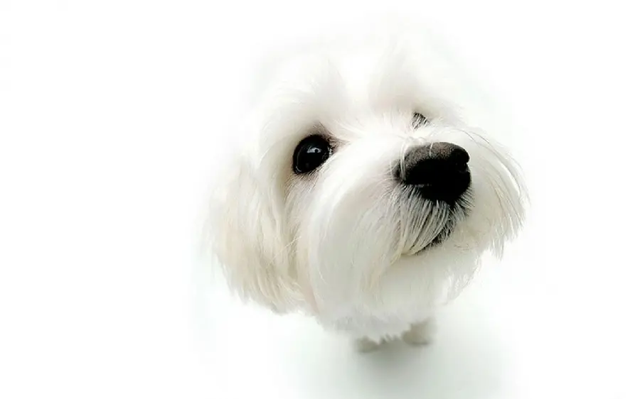 Cute White Maltese Dog Wallpaper in 4K Quality