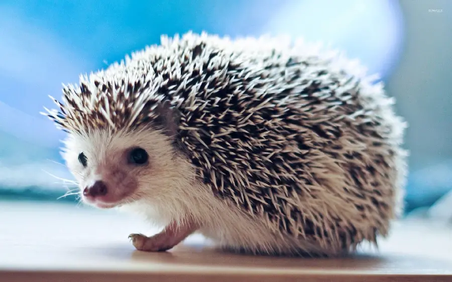 A spectacular and high-quality profile picture of a baby hedgehog