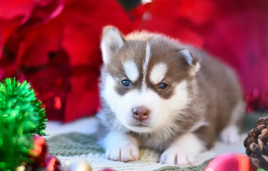 High Quality Photo of Puppy Cute Red Husky