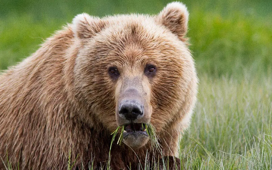 Beautiful background of Kodiak bear eating grass HD