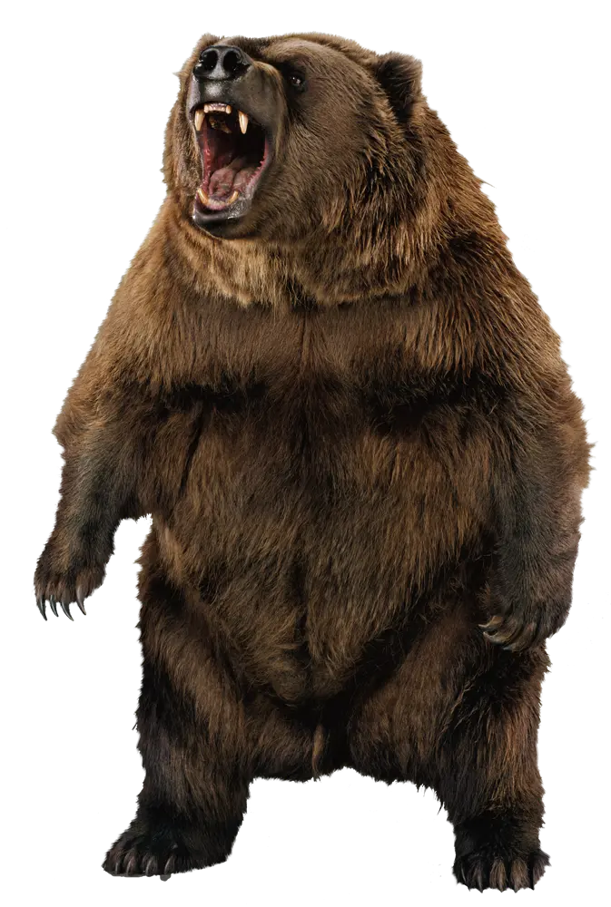 The most widely used backgroundless images of various bears PNG