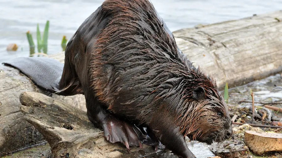 High Quality Full HD Photo of North American Beaver