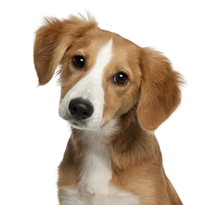 Beautiful Real Austrian Pinscher Puppy Backgrounds PNG