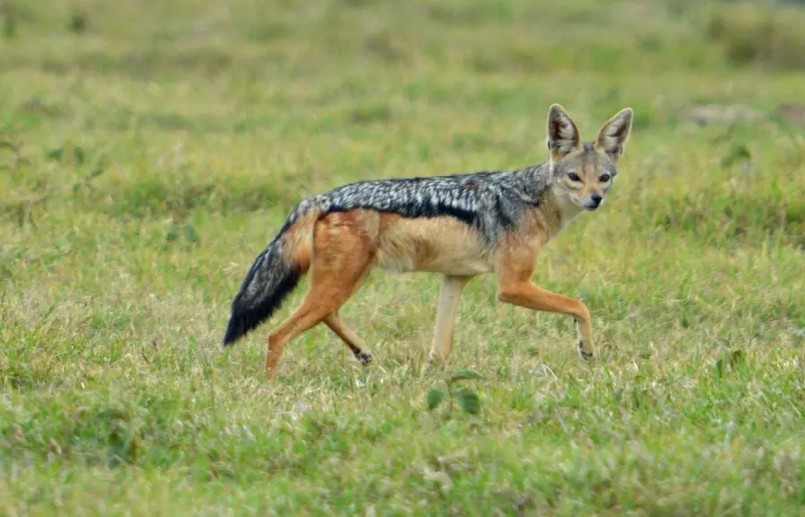 Full HD resolution wallpaper of real jackal