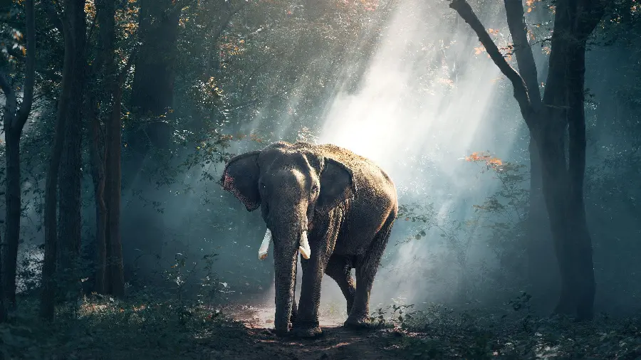 Download graphic background photo of a lonely elephant in the forest