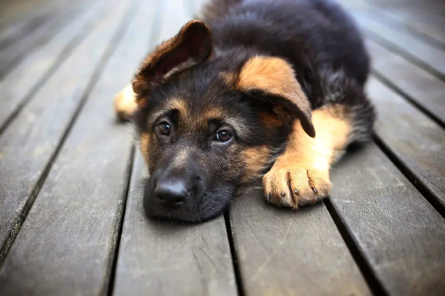 FULL HD wallpaper for desktop of a sleepy and lovely dog