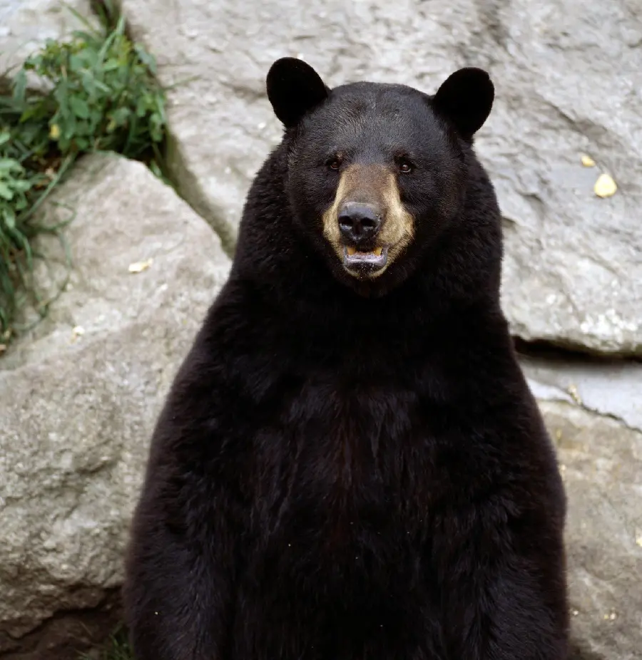 Black Bear Picture for Social Media Profile HD