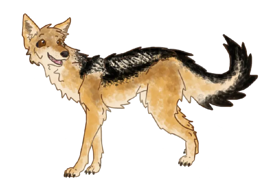 Download Jackal PNG Drawing Photo Without Background