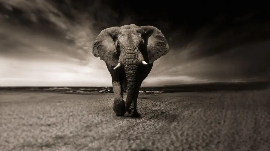Free download creative black and white elephant photo