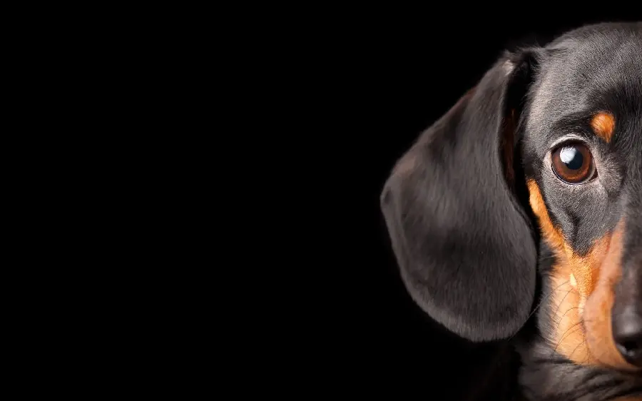 Free download of high-quality black dog profile picture