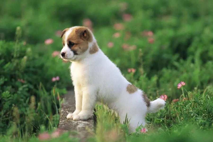 Thai Bangkao puppy picture for desktop background 