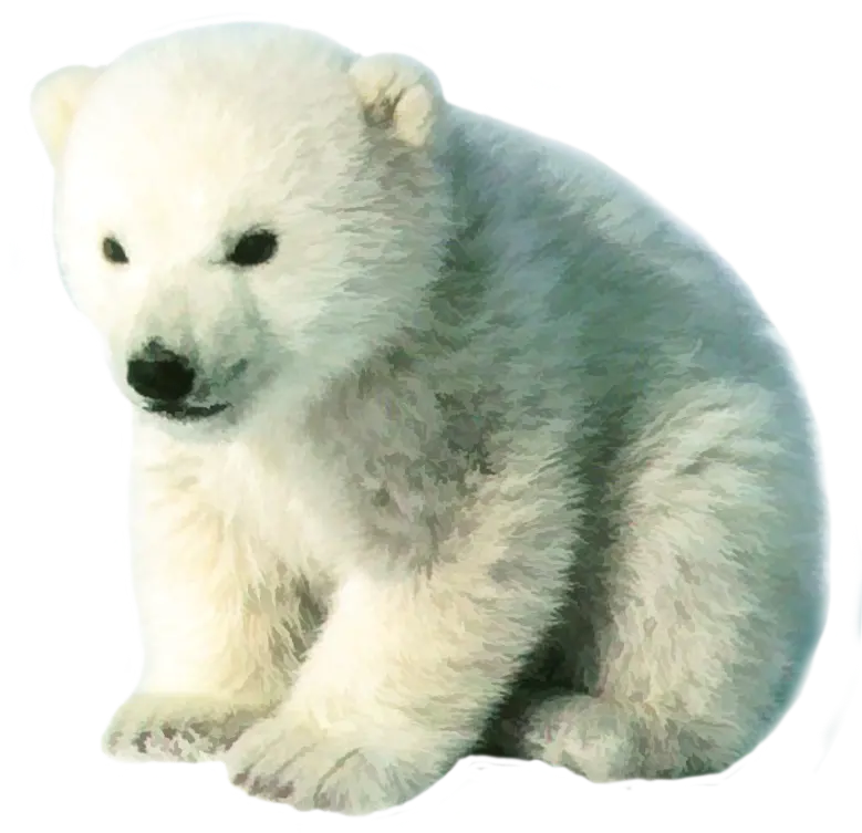 Cute Background Photo of Polar Bear Cub PNG