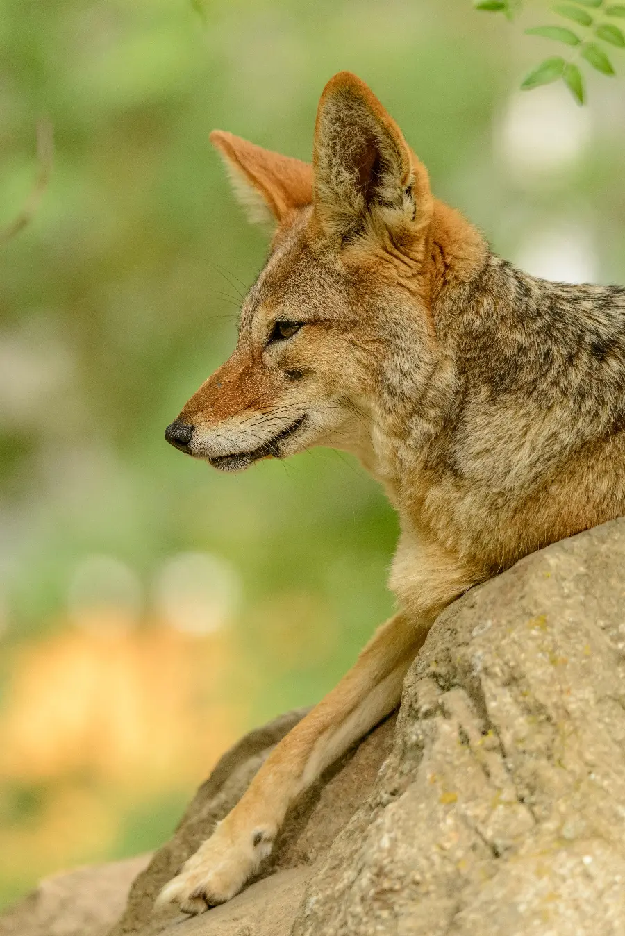 Background with a unique view of the jackal animal for the phone