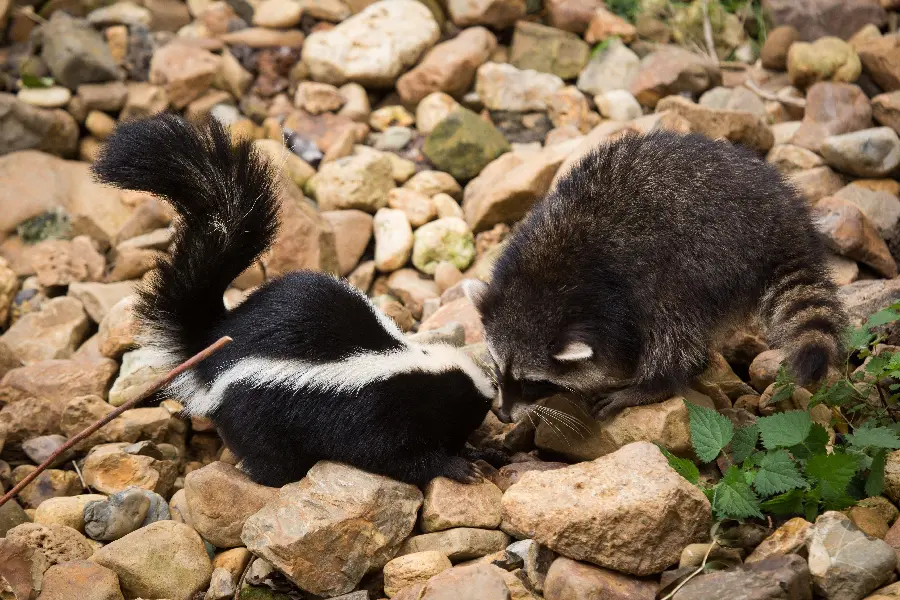 Cool desktop background of a skunk next to a fat raccoon