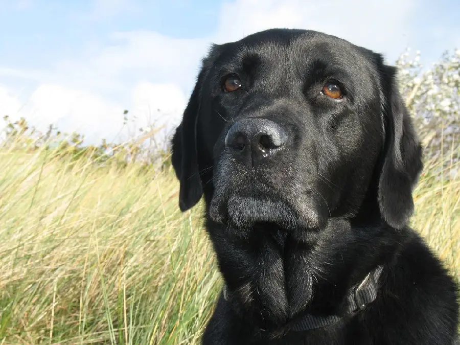Cool Black Labrador Retriever Desktop Background