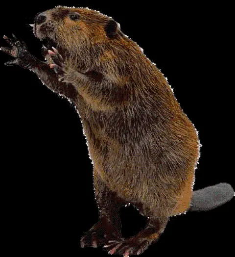 Stock Photo with Transparent Background of Real Beaver PNG