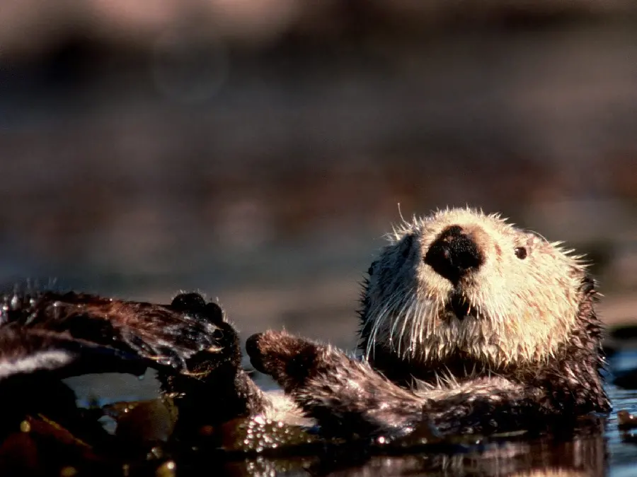 Photo Amazing beaver stock with excellent FULL HD resolution 