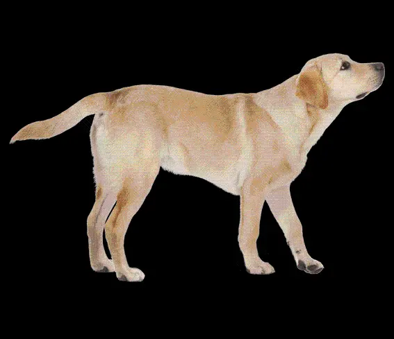Real Labrador Retriever Dog Wallpaper PNG
