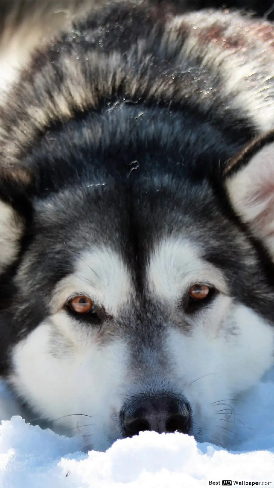 Lovely Husky Wallpaper for iPhone Lock Screen
