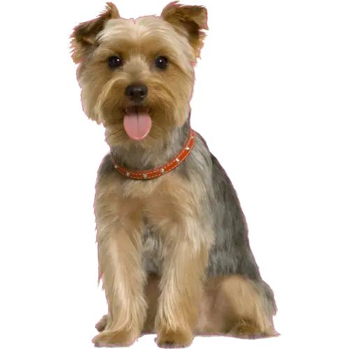 Real Yorkshire Terrier Dog Profile Picture PNG