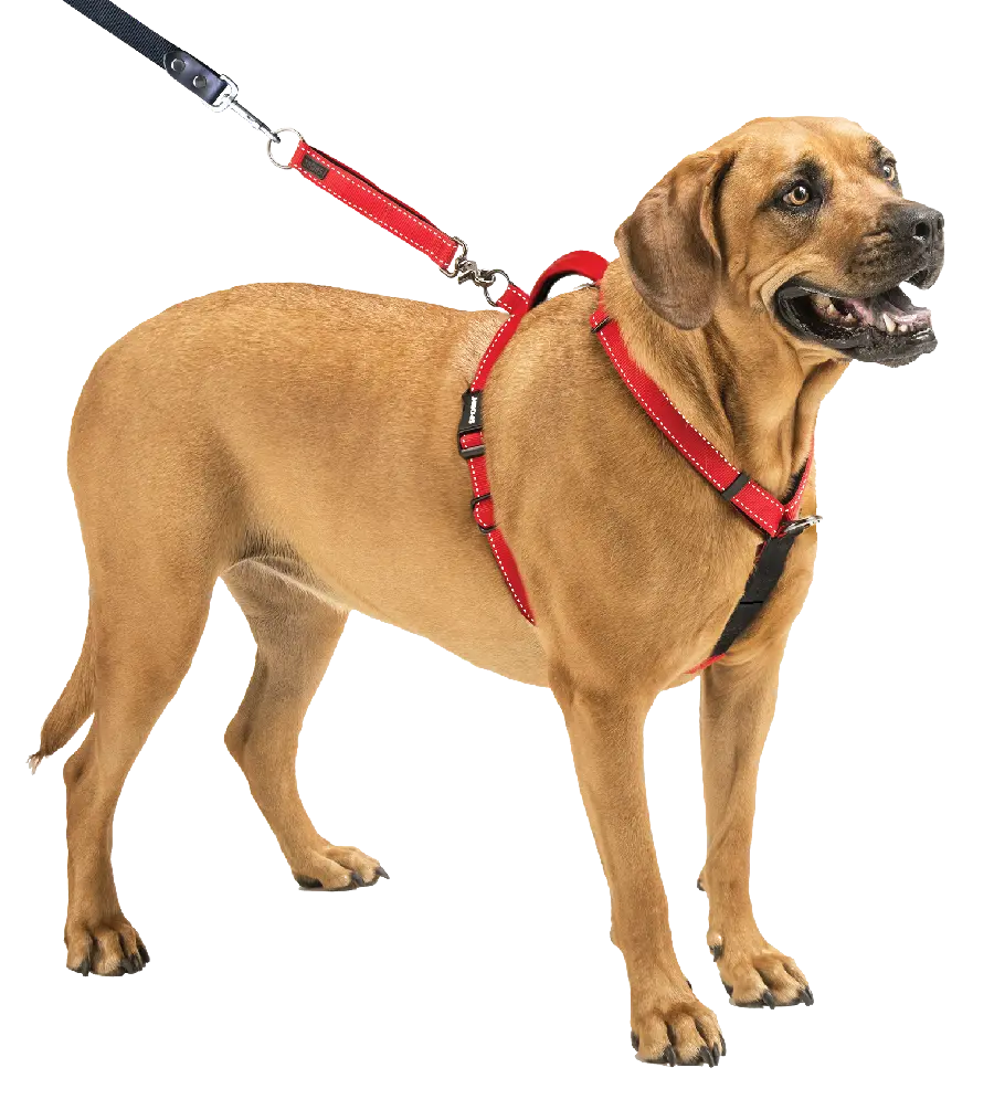 Real and Handy Bruholmer Dog Wallpaper PNG