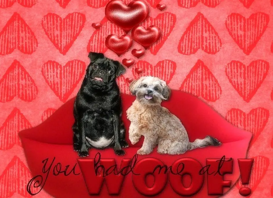 High quality background of a dog Valentine for your lover