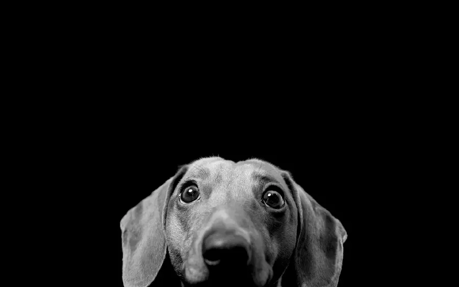 Desktop wallpaper for dog and pet lovers