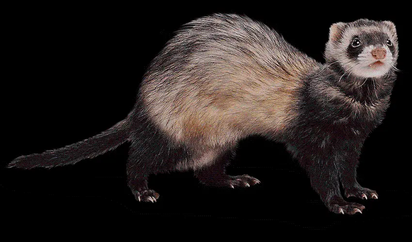 Real Otter Stock Image Without Background PNG