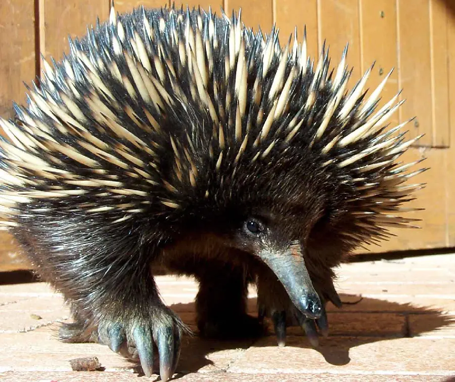 Anteater or Spiny Anteater or Echidna