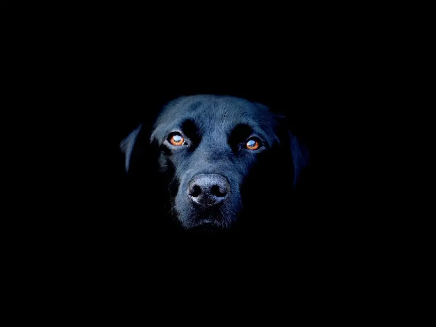 Download the most beautiful wallpapers of black dogs