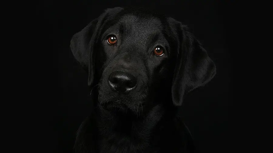 Awesome Black Labrador Retriever Profile Picture for WhatsApp