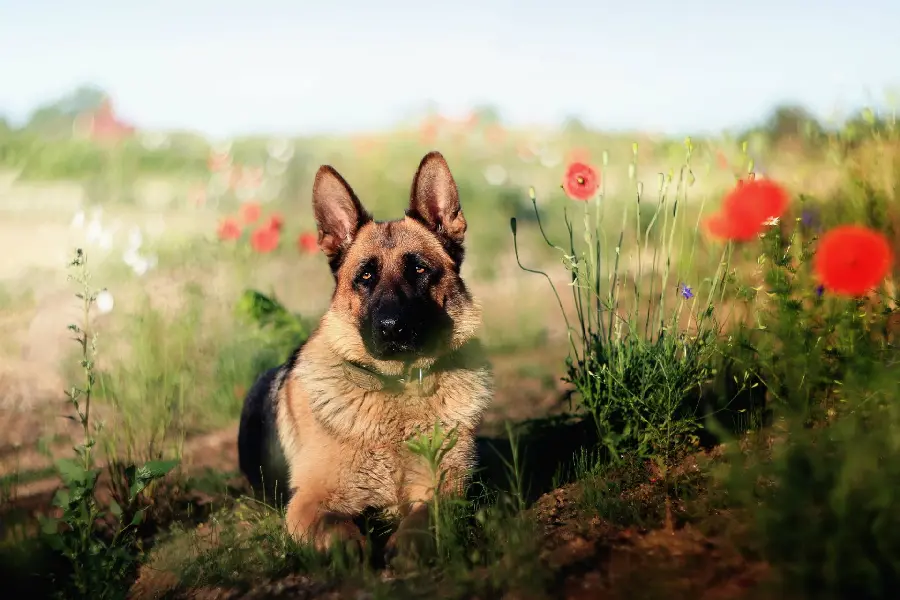 Photo taken of the German Shepherd Rex among red flowers