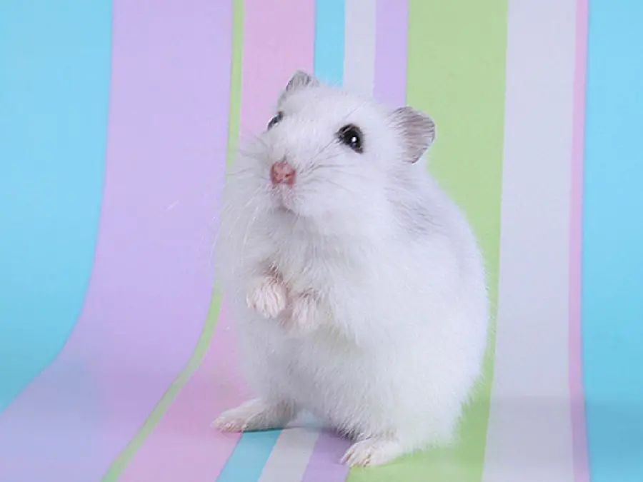 Photo of a white hamster on a rainbow background