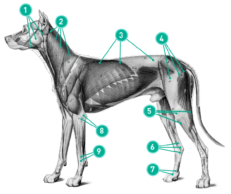 Black and white drawing photo PNG of dog body anatomy