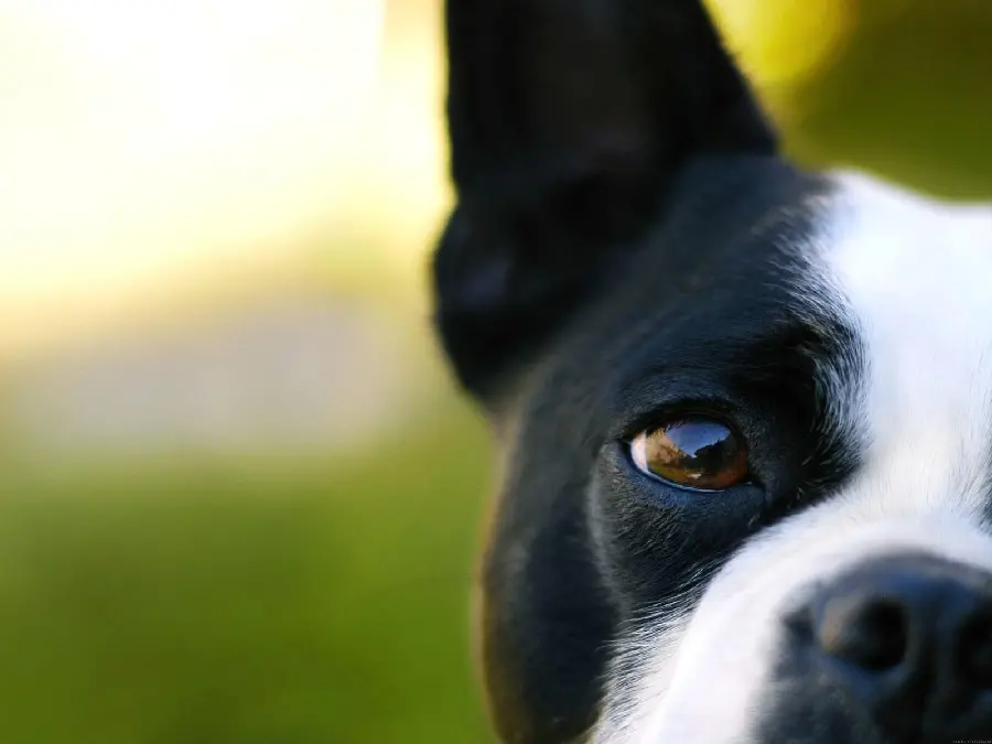 Background photo of a lovely Boston Terrier dog for desktop 