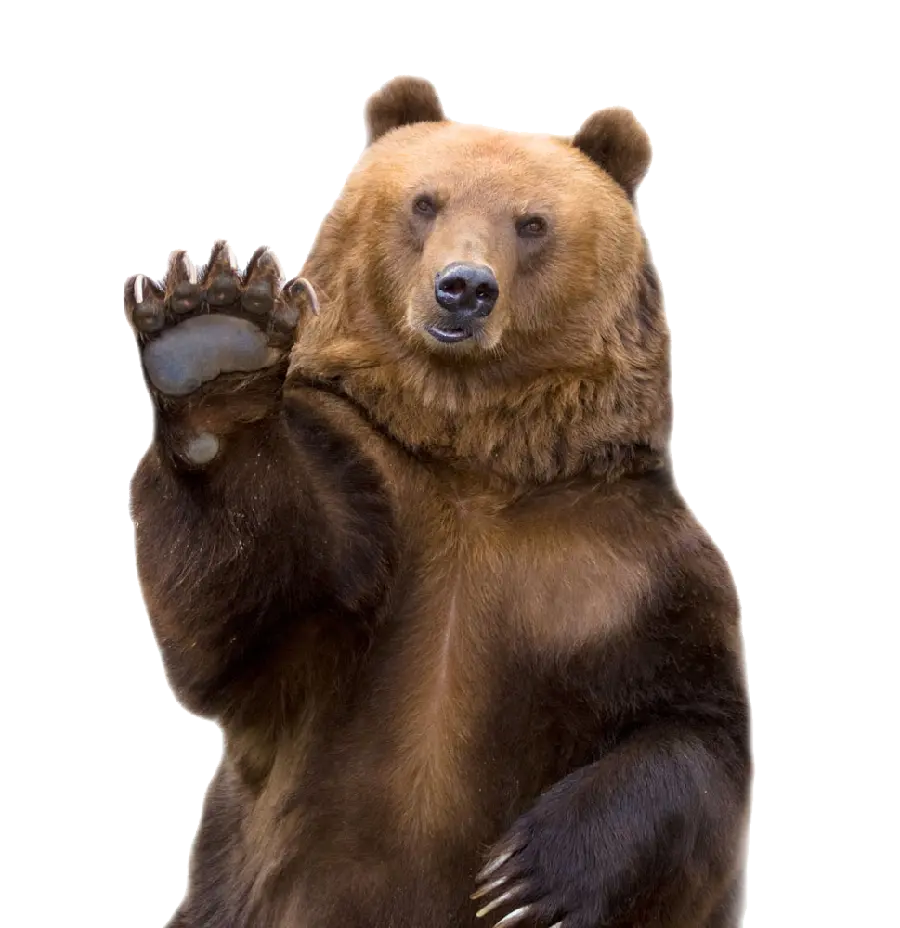 High-quality and detailed background image Bear PNG