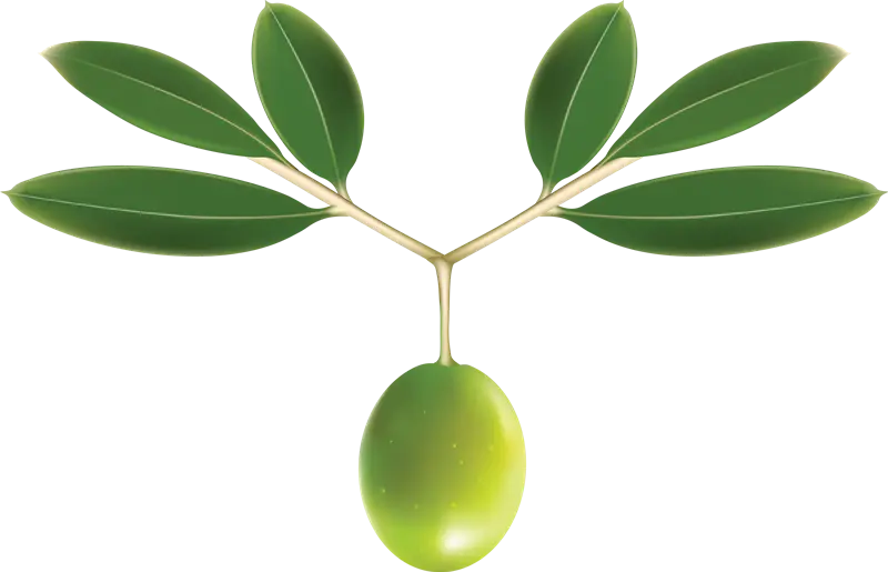 Olive PNG Images for Graphic Design